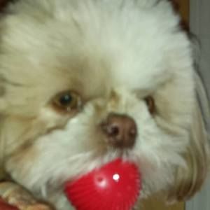 Meet your Posher, Penny